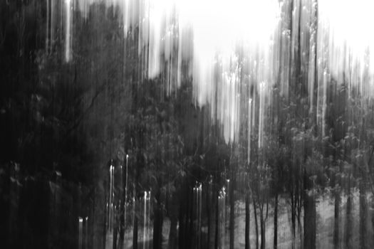 An artistic monochrome photograph of a blurred forest scene with vertical lines.