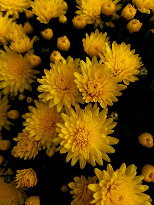 Free Lush cluster of yellow chrysanthemums showcasing nature's vivid beauty. Stock Photo