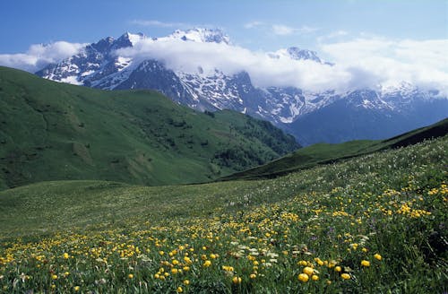 Foto d'estoc gratuïta de cobert de neu, flors, fons de pantalla