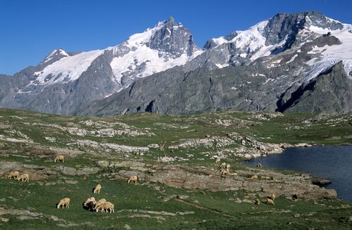 Free A serene landscape with sheep grazing near snow-covered mountains in La Grave, France. Stock Photo