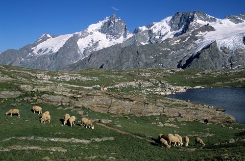 Free Sheep grazing in the picturesque Alps with snow-capped mountains at La Grave, France. Stock Photo