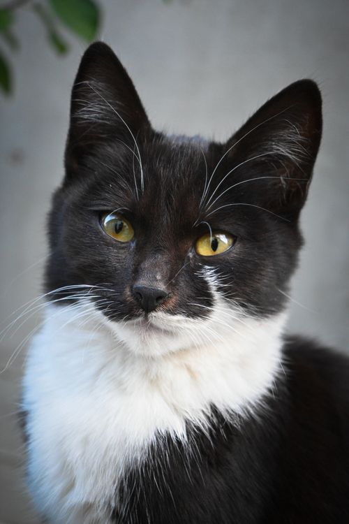 Free A detailed close-up of a black and white domestic cat with striking yellow eyes. Stock Photo