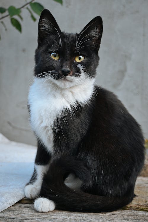 bezplatná Základová fotografie zdarma na téma bicolor cat, černá kočka, dřevěný povrch Základová fotografie