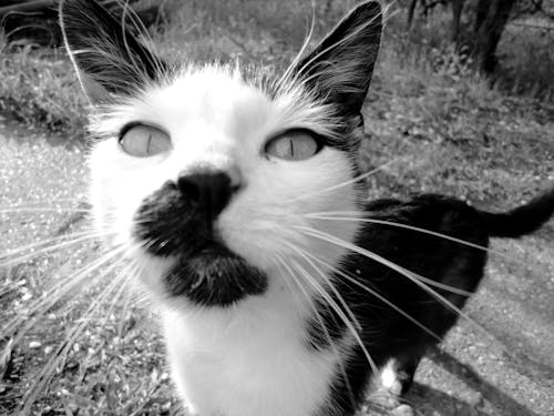 Free stock photo of animal, black and white, cat