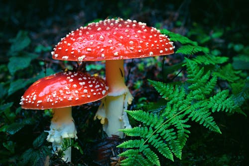 Foto stok gratis beracun, fungi, hutan