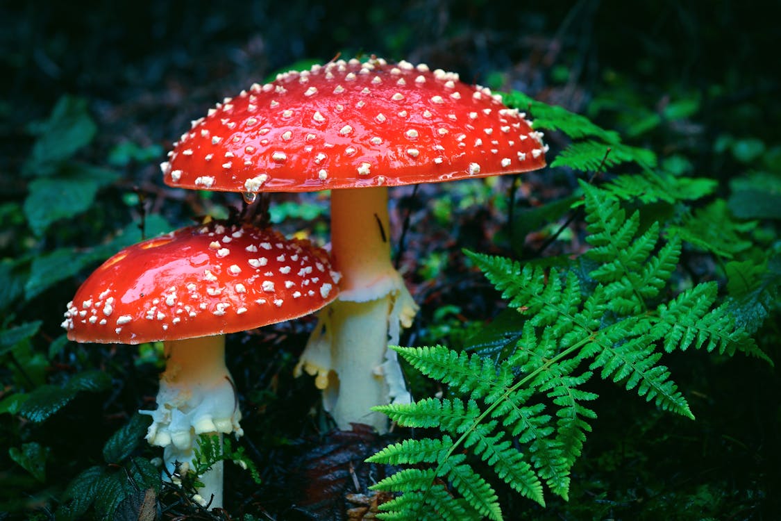Red toadstools in the forest