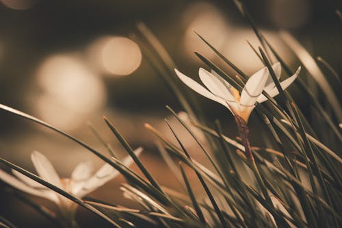 Beyaz çiğdem çiçeğinin Seçmeli Odak Fotoğrafı