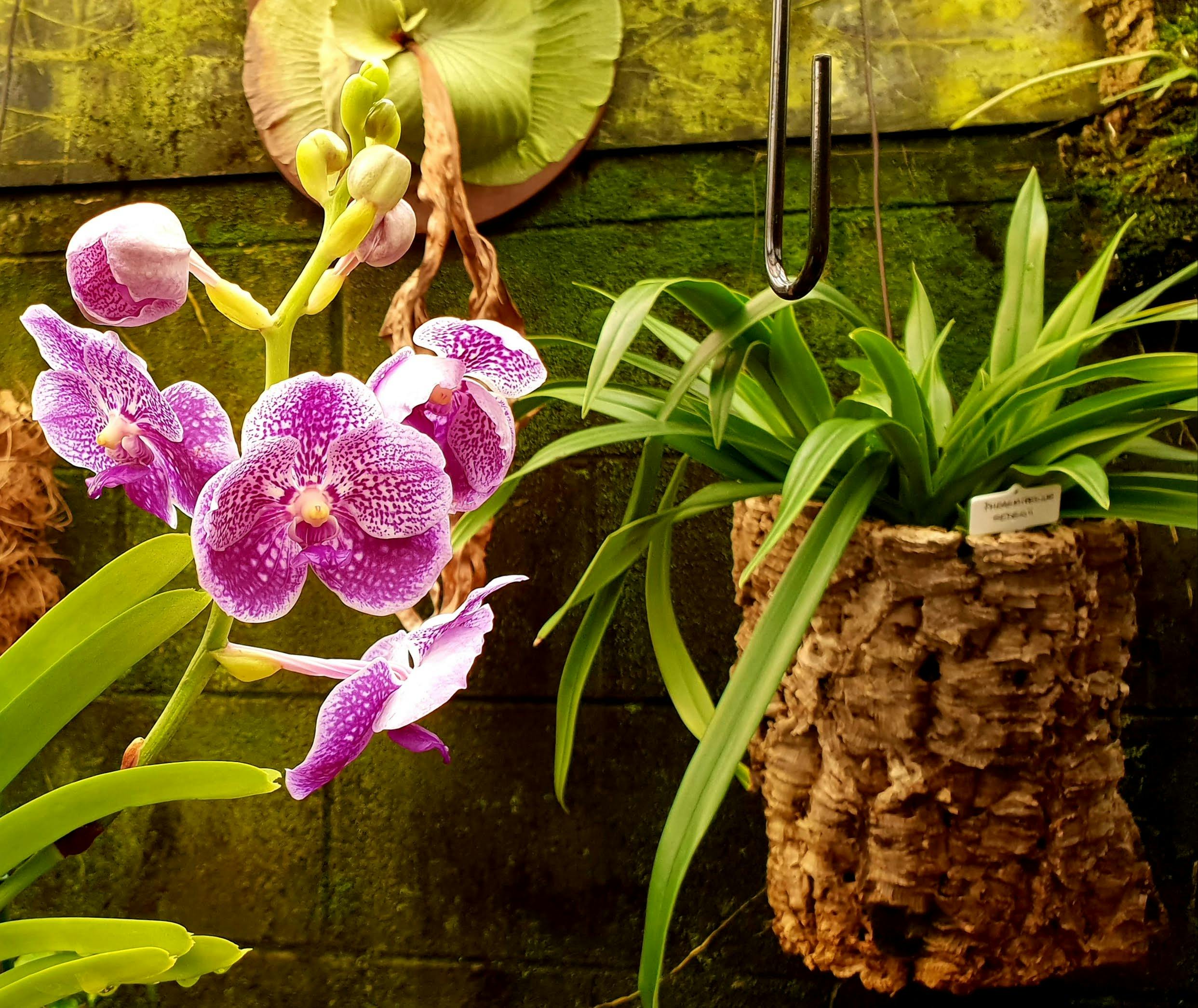 Wallpaper Bunga Anggrek Cantik GAMBAR BUNGA Wallpaper Bunga Anggrek Cantik GAMBAR BUNGA