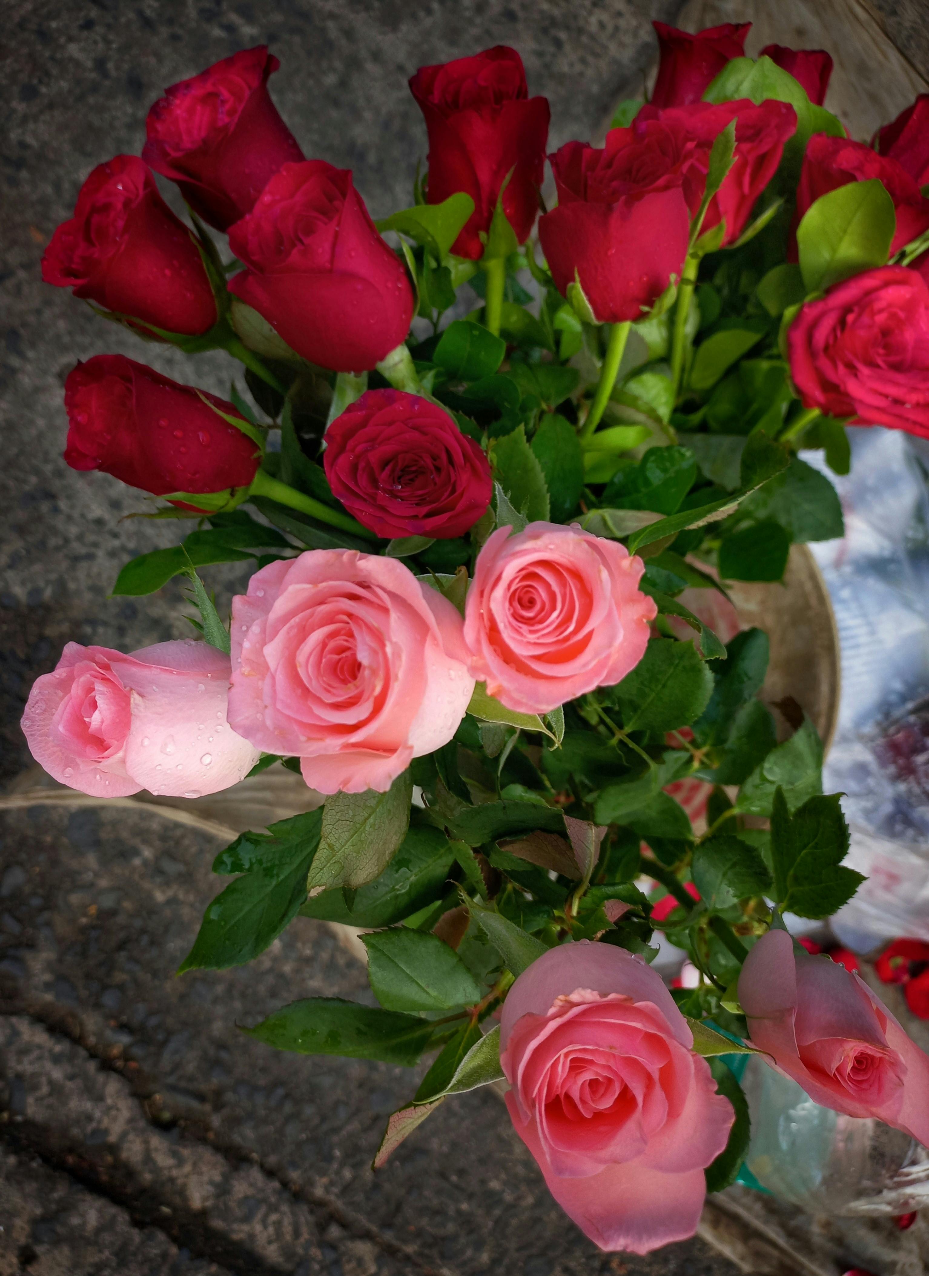 rose-through-window-in-greenhouse-free-stock-photo