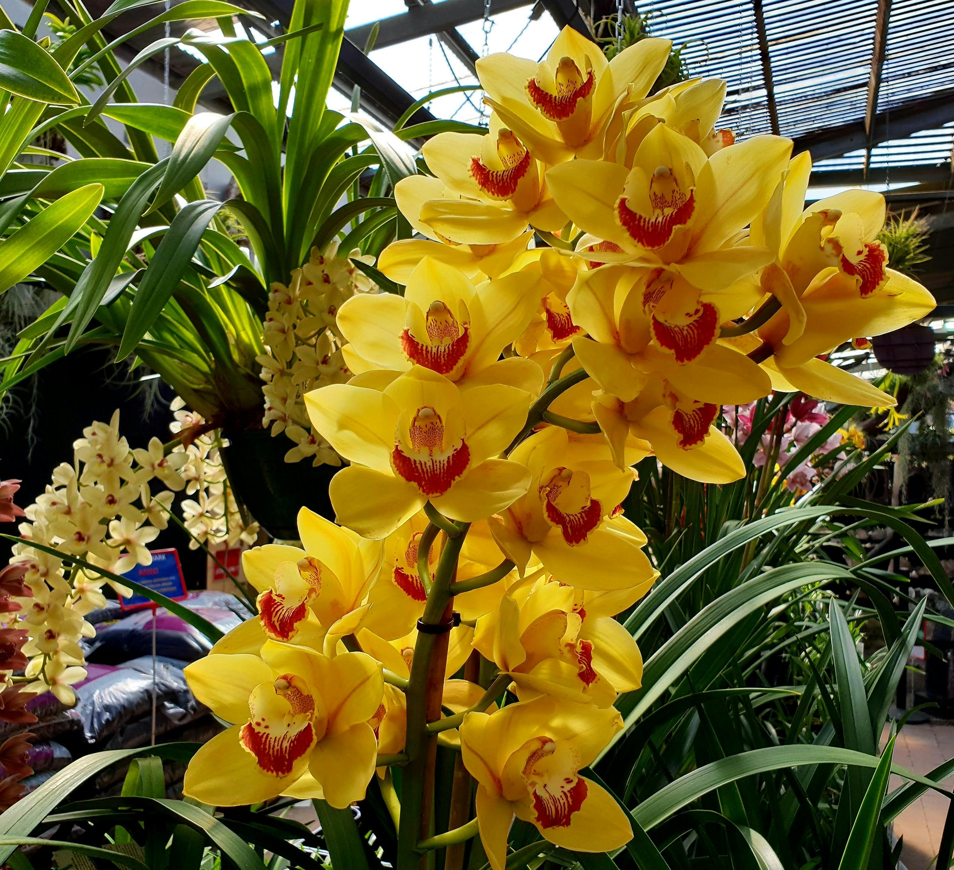 Free stock photo of golden yellow, orchid, vibrant yellow