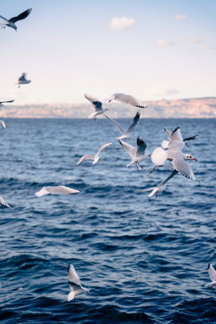 Flock of seagulls flying gracefully over the ocean during sunset, with a distant coastline view.