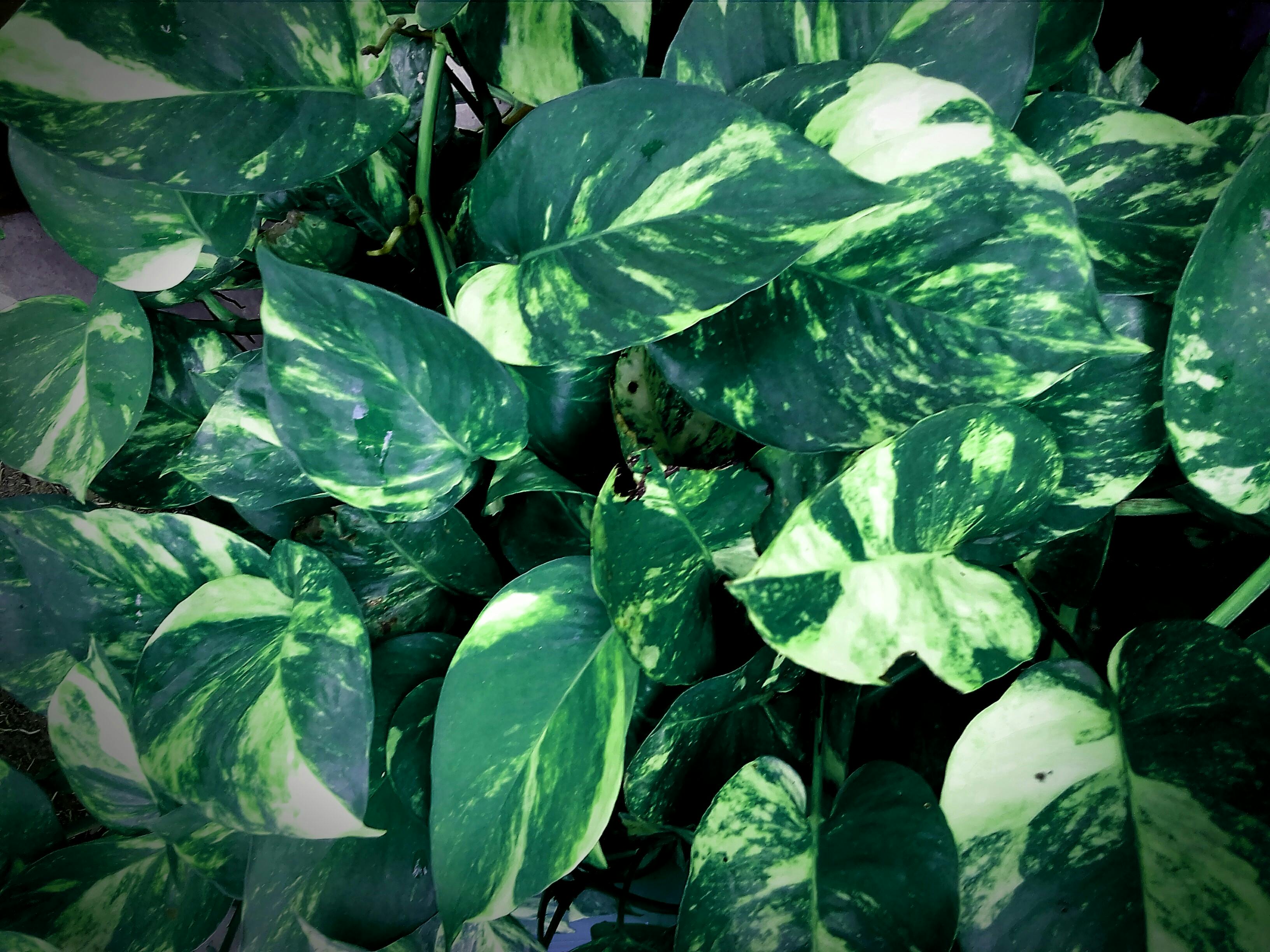 Free stock photo of android wallpaper, dark green, decorative plant