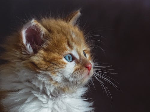 Δωρεάν στοκ φωτογραφιών με animales, gatito, gato