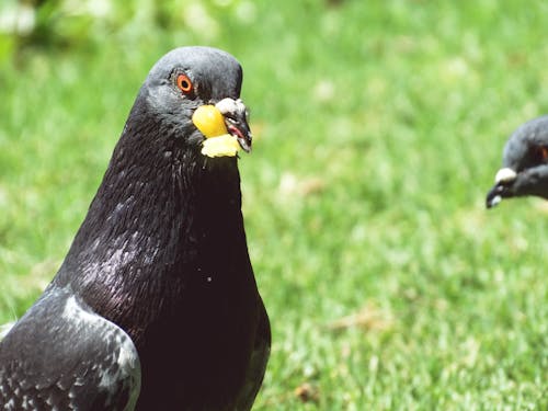 Δωρεάν στοκ φωτογραφιών με animales, animales comiendo, ave