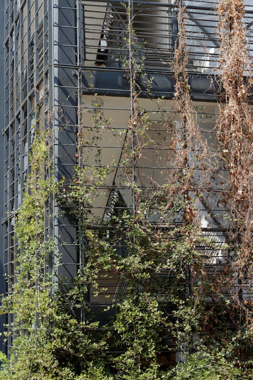Free stock photo of architecture, building, climbing plant