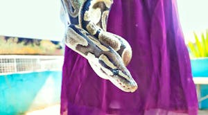 Blush Pink Scrunchie