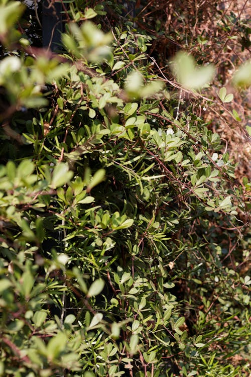 Kostnadsfri bild av grön, klätterväxt, löv