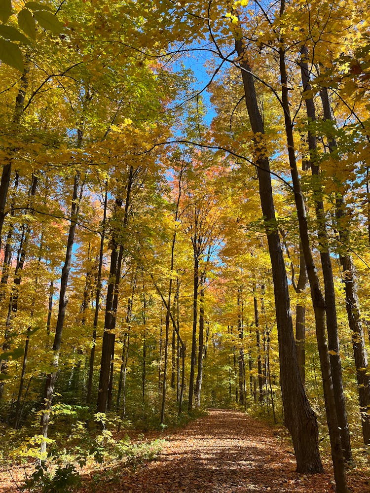 A Narrow Pathway Between Tall Trees