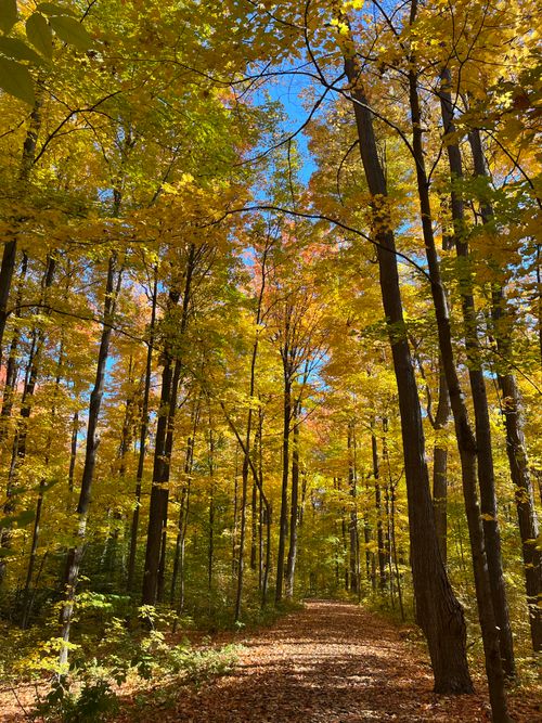 Free Beautiful autumn forest with yellow foliage and a quiet pathway. Stock Photo