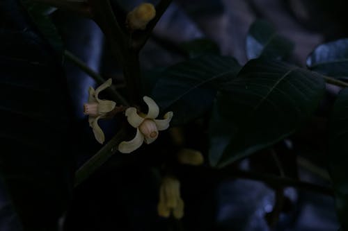 Kostnadsfri bild av blommor, gul, natal mahogny