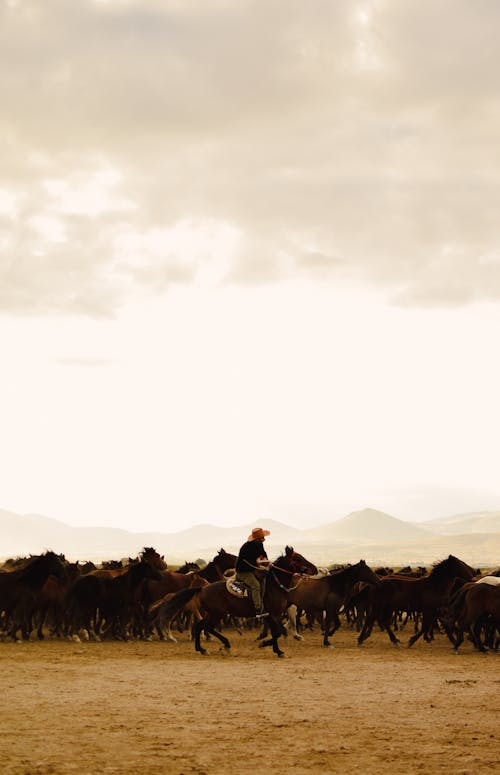 Man Riding a Brown Horse