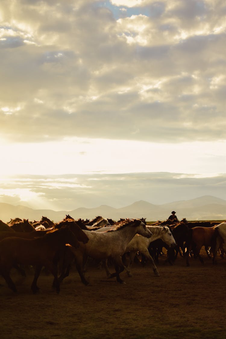 Herd Of Horses On Field 