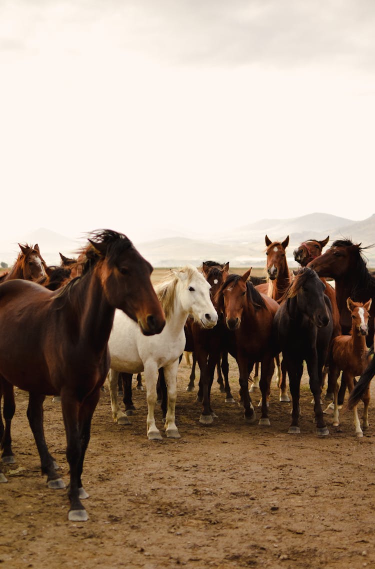 Herd Of Horses On Field