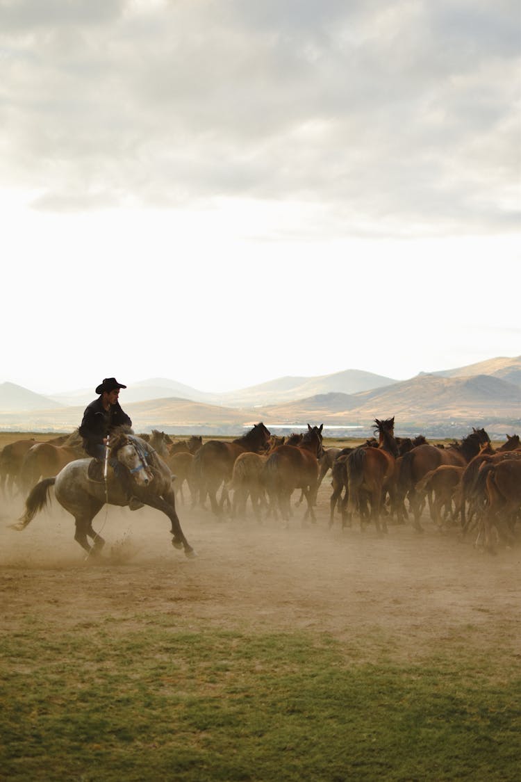 Cowboy And Herd Of Horses