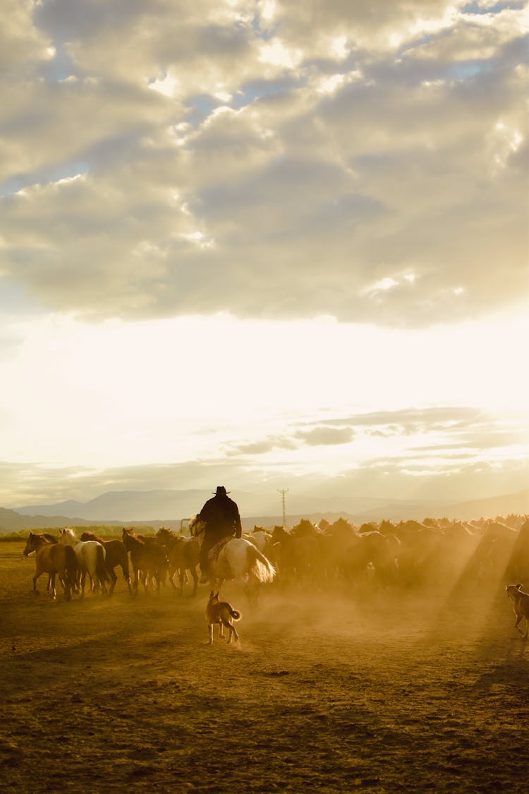 Cowboy And Dog With Herd Of Horses