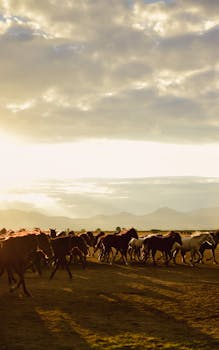 A herd of horses gallops across a field at sunset, creating a dynamic and scenic view.