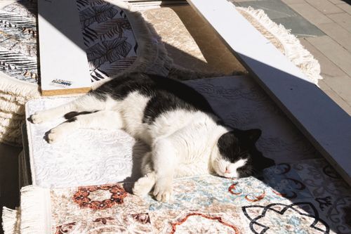 Free Black and white cat peacefully sleeping on a sunny patterned rug indoors. Stock Photo