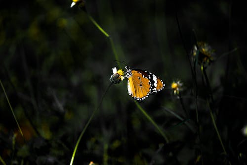 Foto d'estoc gratuïta de artròpode, insecte, papallona