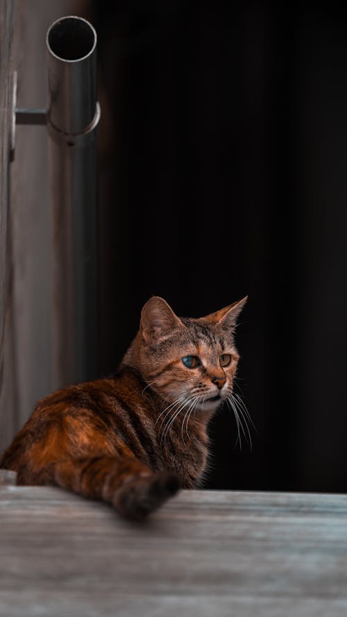 Kostenloses Stock Foto zu geländer, gucken, haustier