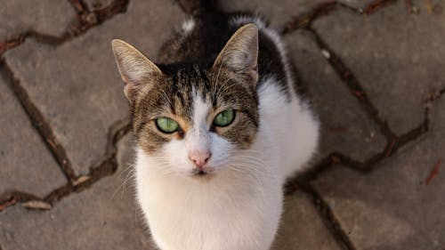 Close-Up Shot of a Cat 