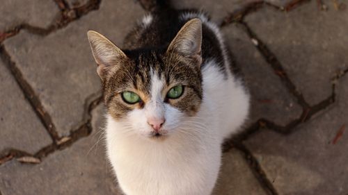 Free Adorable cat with striking green eyes gazing upward, captured on a textured background. Stock Photo