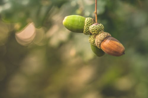 Unripe Acorns in Close-up Photography