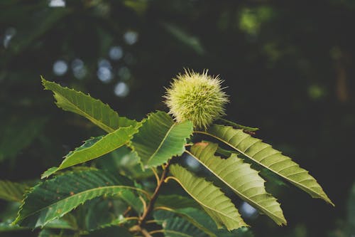 Green Leaves and Flower