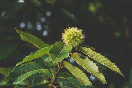 Free Close-up of a green chestnut branch with a prickly fruit in a natural setting. Stock Photo