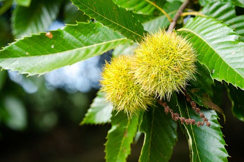 Sweet Chestnuts Hanging on a Plant with Green Leaves