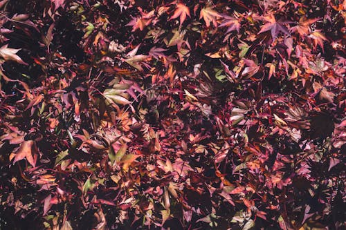 Gratuit Imagine de stoc gratuită din a închide, atmosfera de outono, culorile toamnei Fotografie de stoc