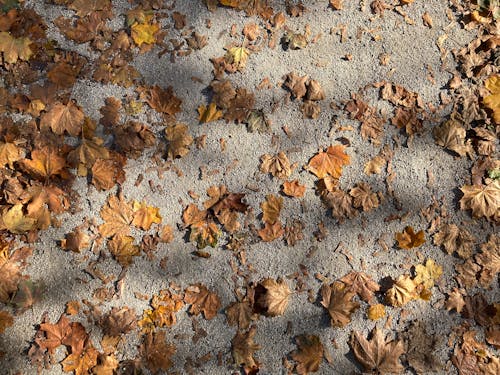Foto profissional grátis de cores de outono, declínio, folhas