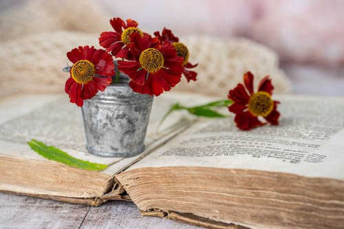 A Pot of Red Flowers on Top of an Open Book