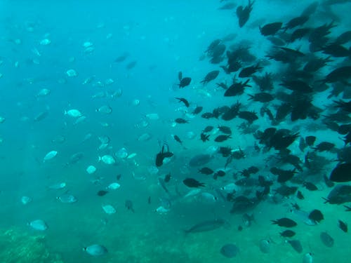 Foto profissional grátis de alimentando, animal aquático, debaixo do mar