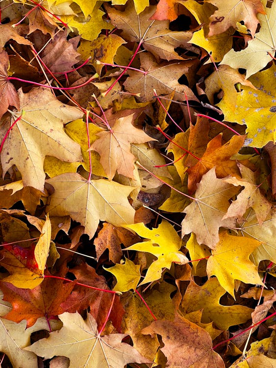 Close-Up Shot of Autumn Leaves