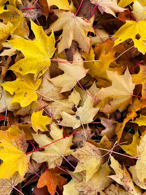 Close-Up Shot of Autumn Leaves