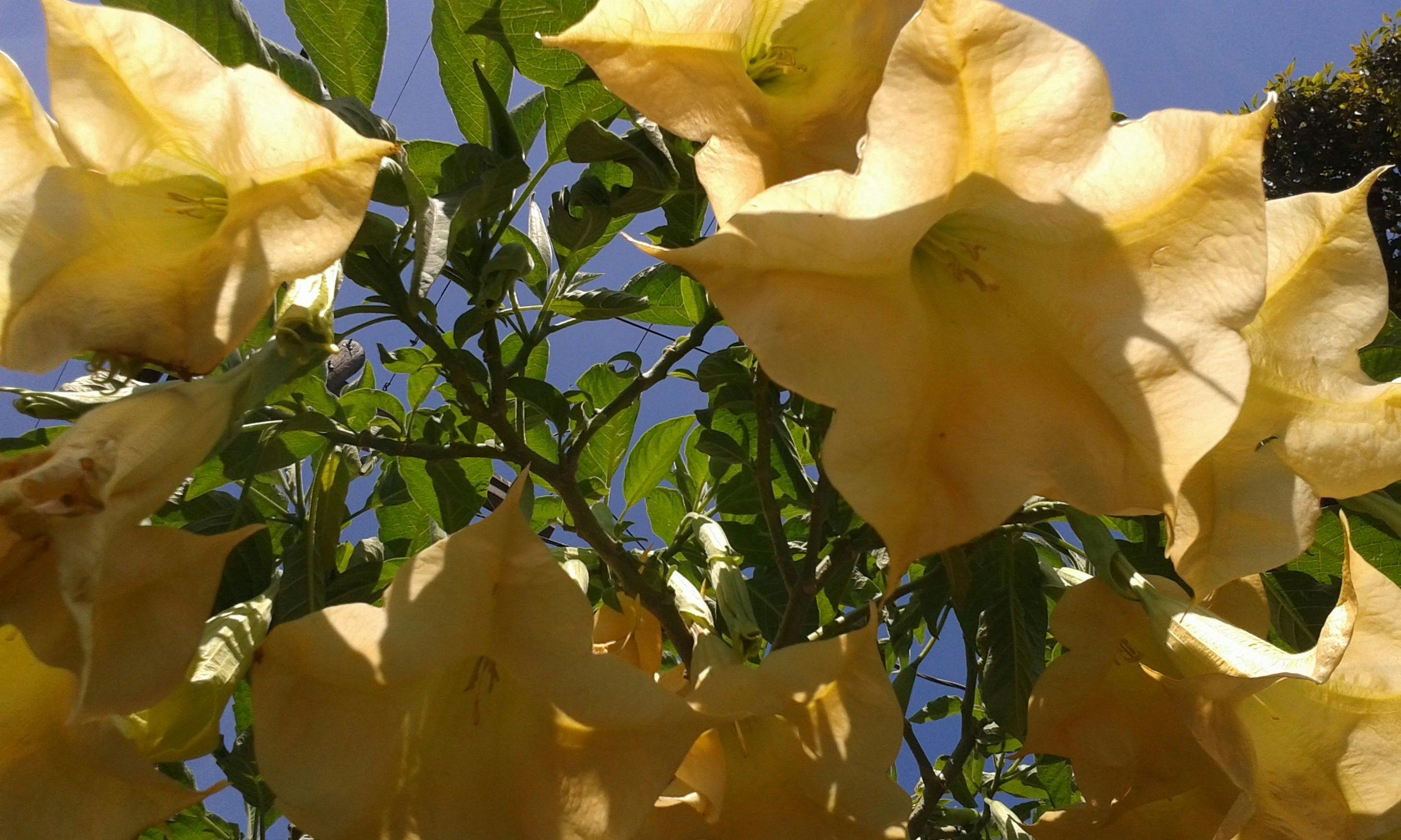Free stock photo of Angel Bell Angel Trumpet