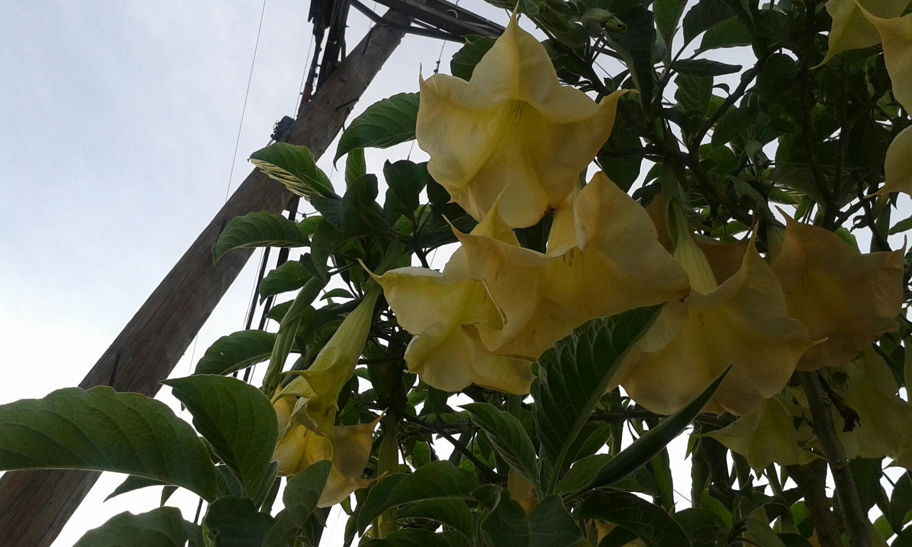 Free stock photo of Angel Bell Angel Trumpet