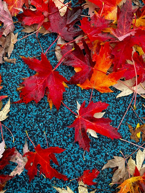 Photos gratuites de atmosfera de outono, automne, feuille rouge