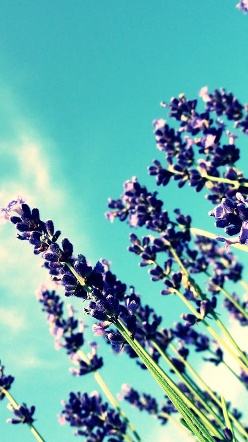Free stock photo of blue sky, flower, lavender