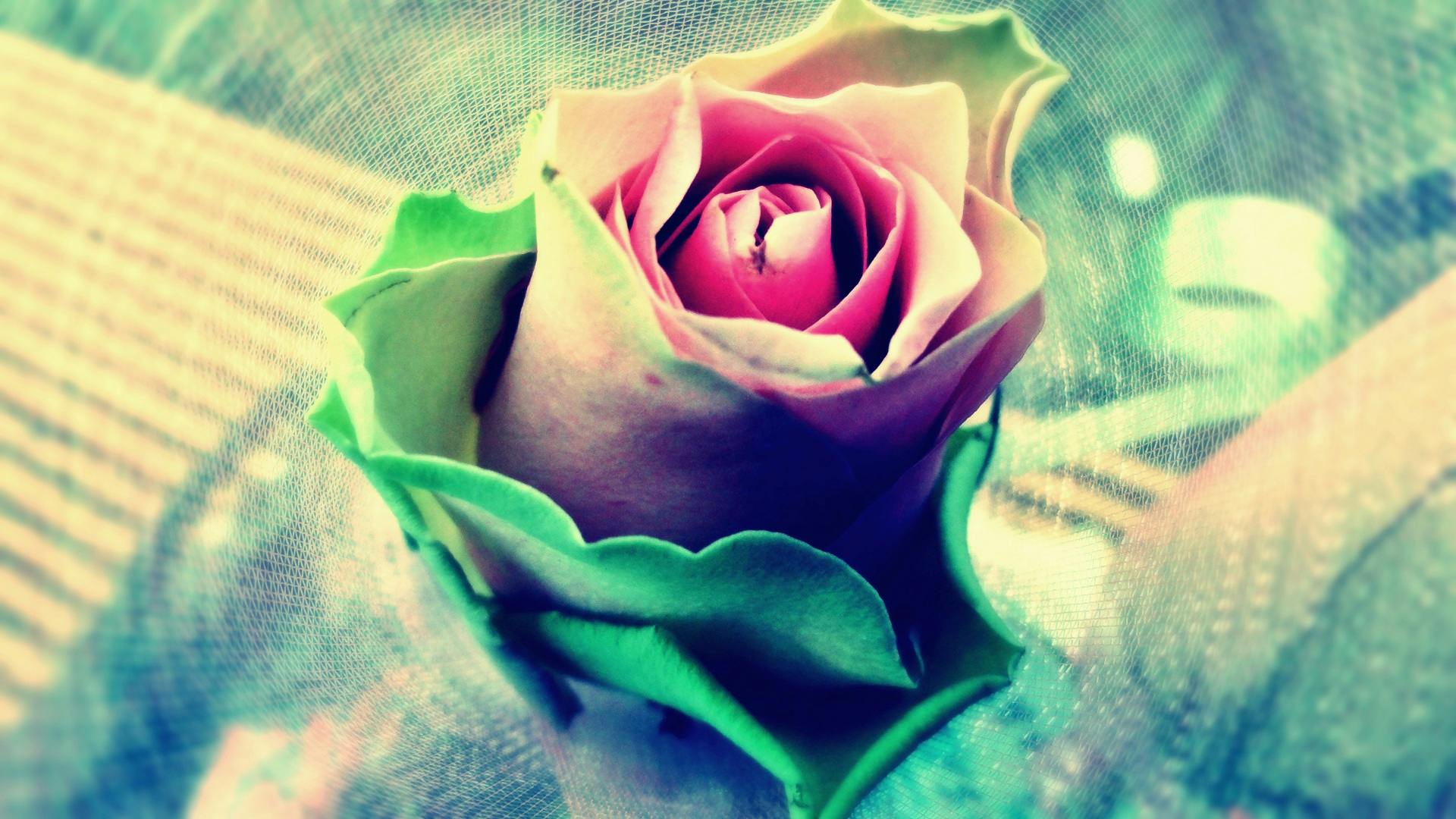 Pink Green and White Rose · Free Stock Photo